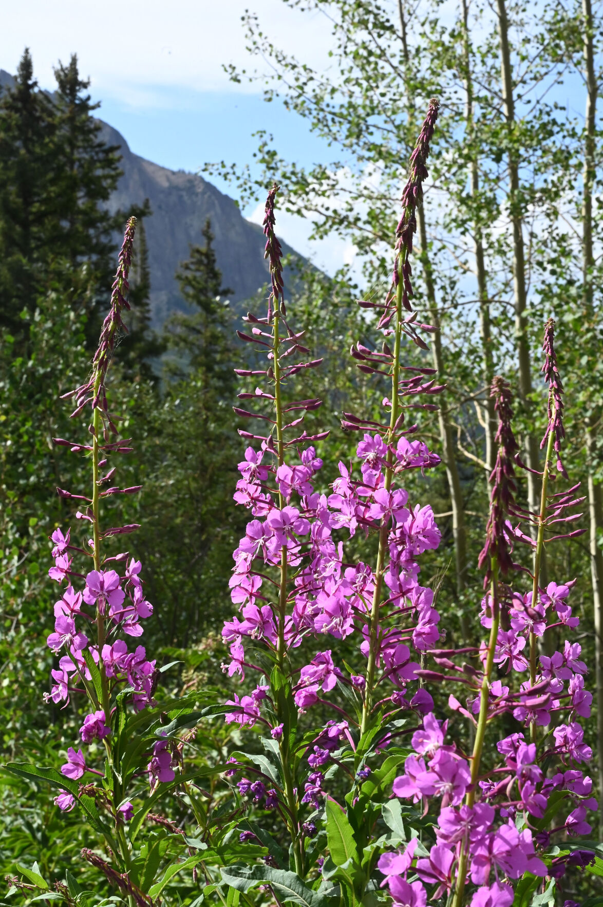 072420-news-wildflowers 19.JPG